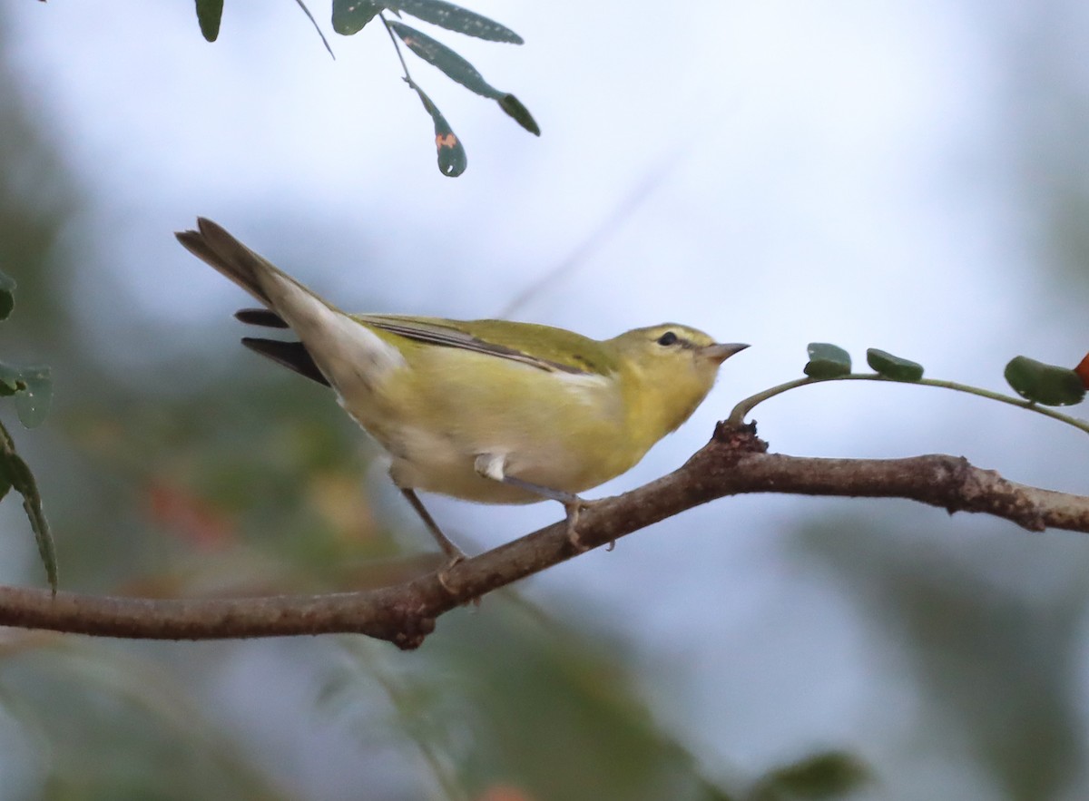 Tennessee Warbler - Shelly Kehrle.Sulser