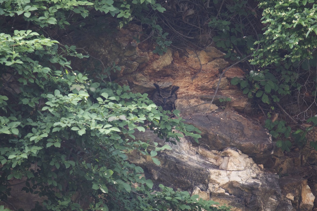 Eurasian Eagle-Owl - Woochan Kwon