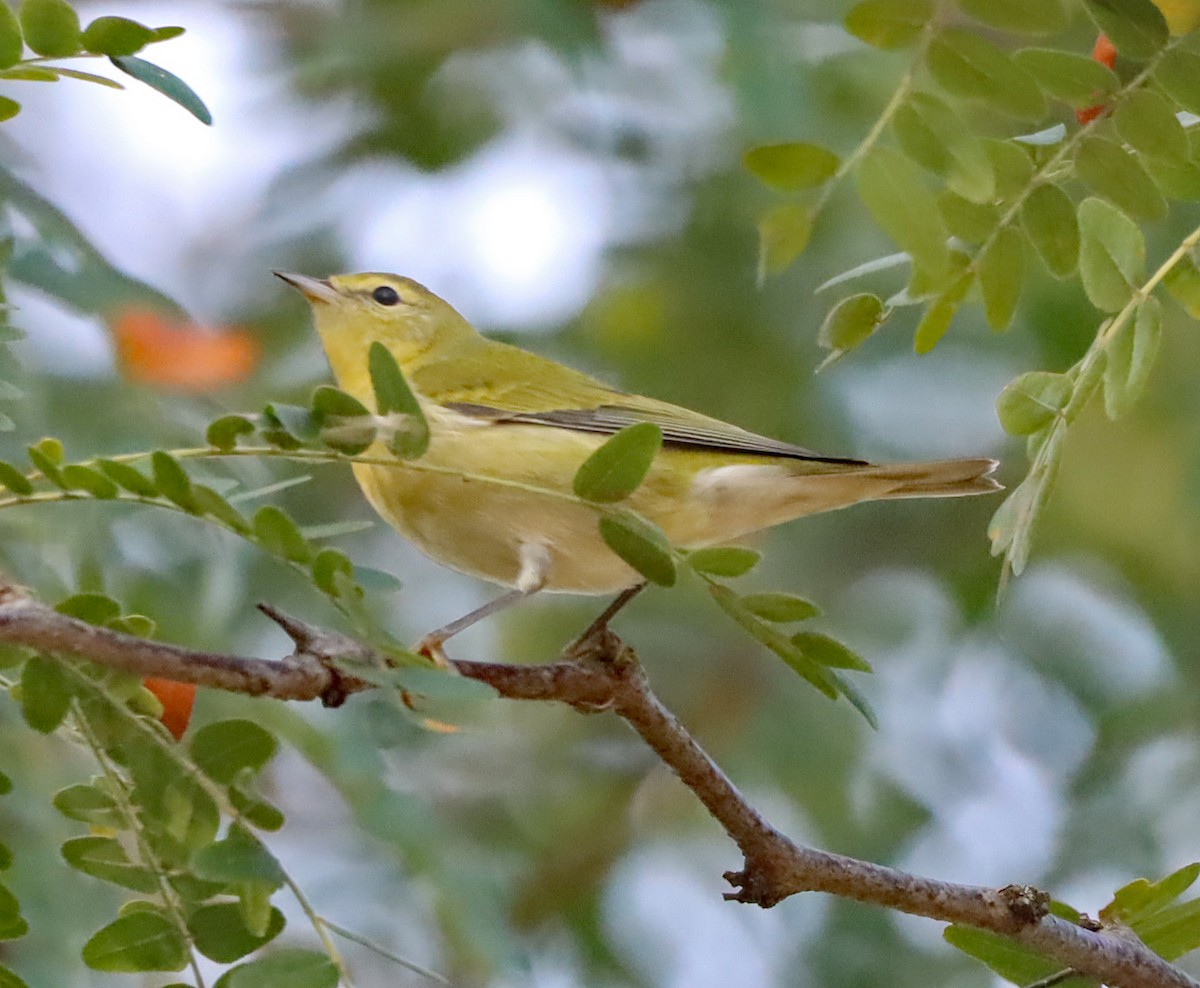 Tennessee Warbler - ML623748551