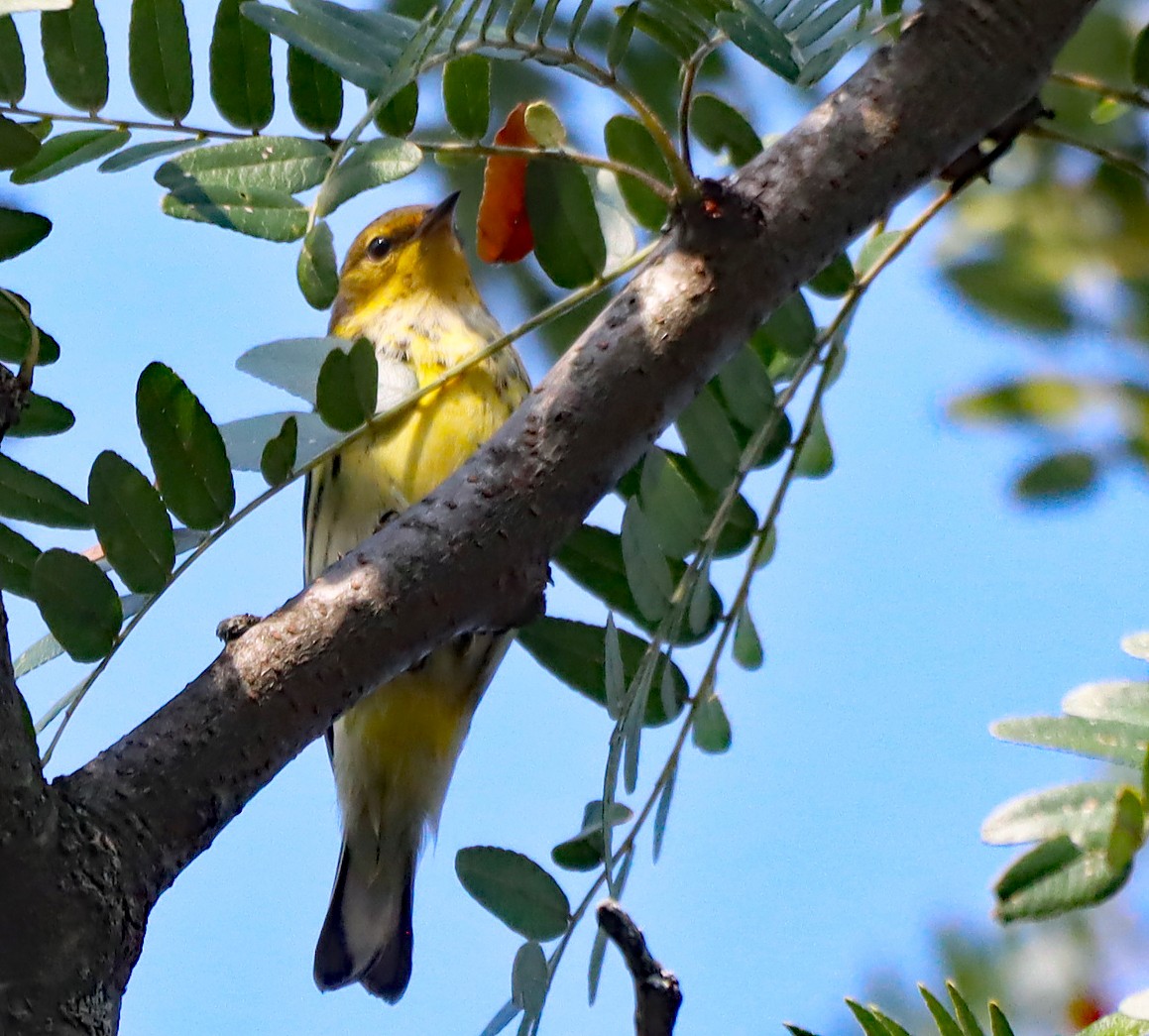 Cape May Warbler - ML623748557