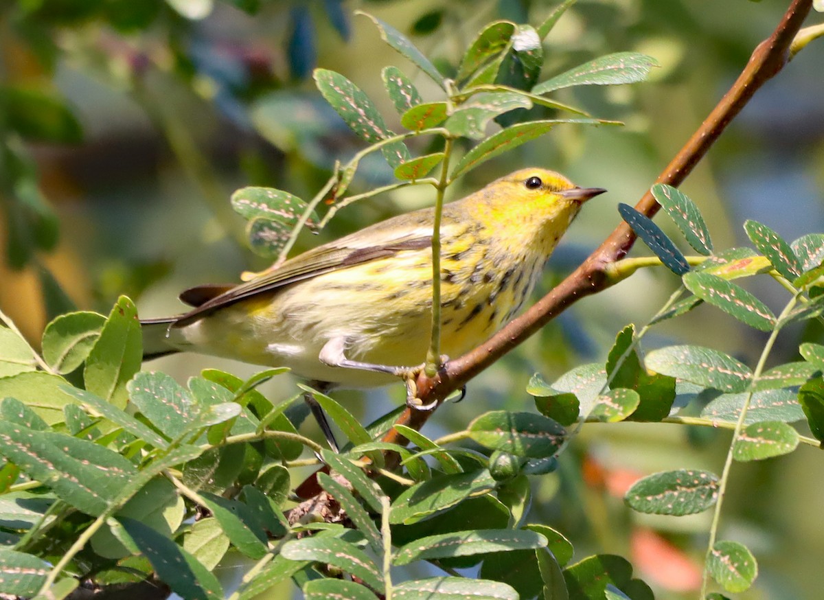 Cape May Warbler - ML623748562