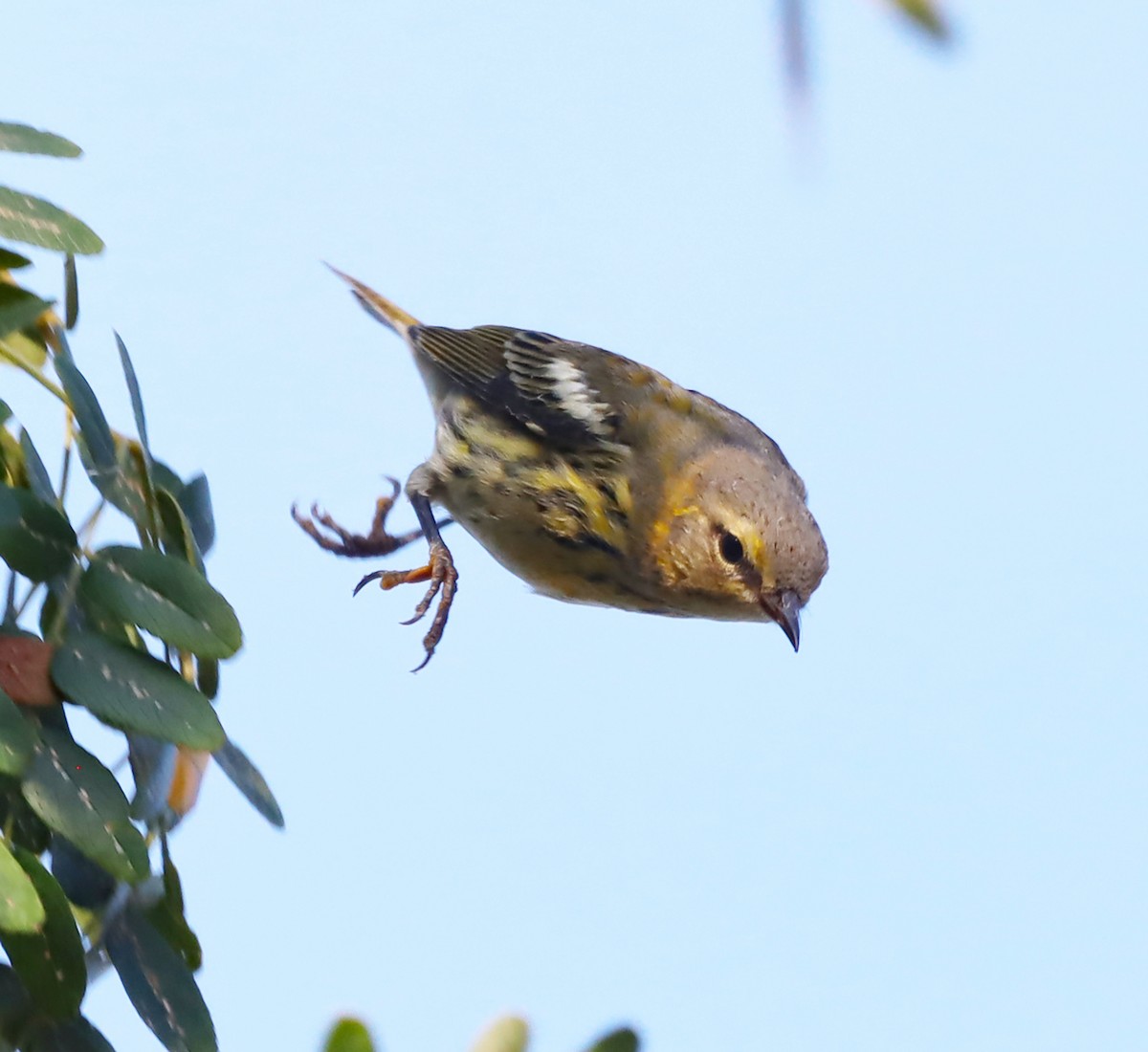 Cape May Warbler - ML623748566