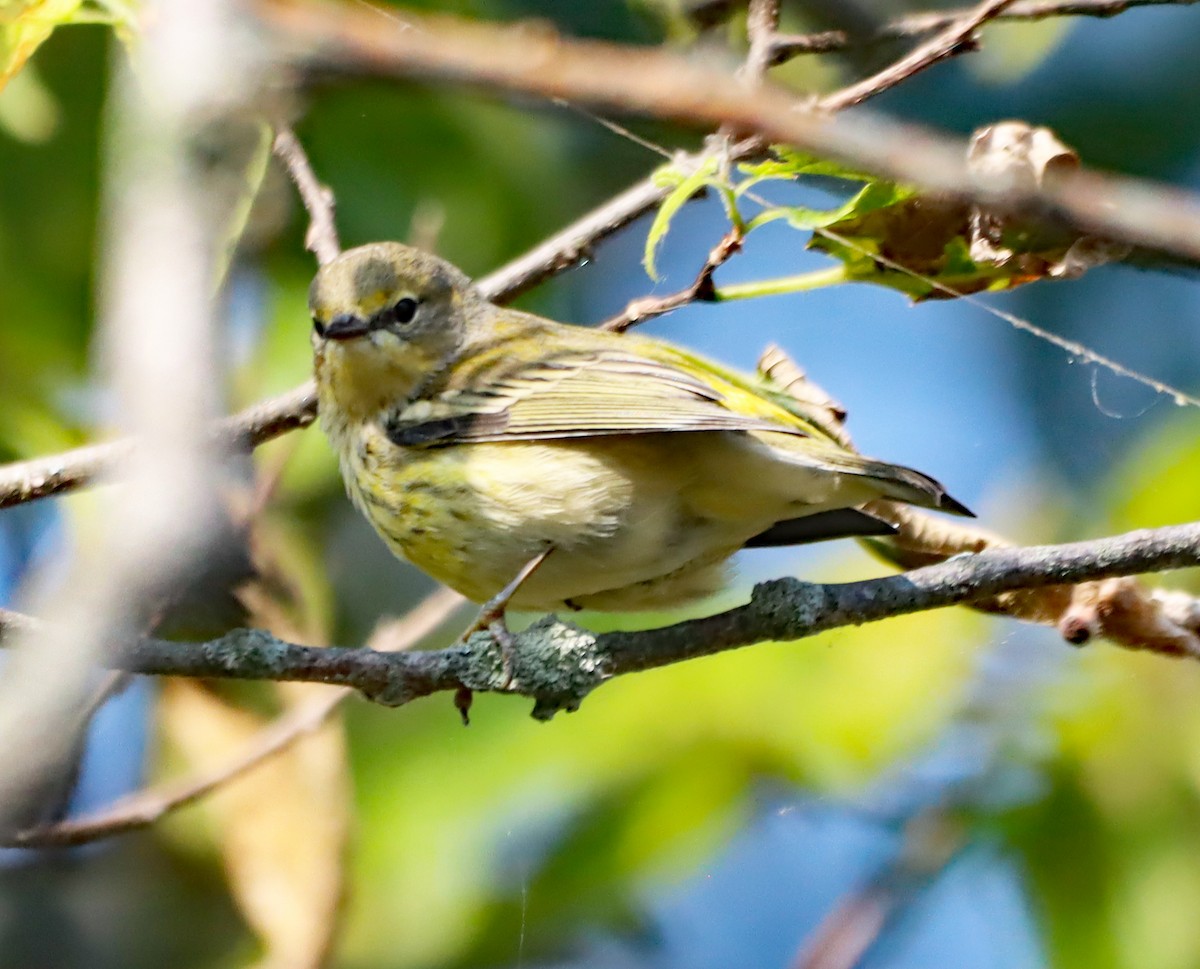 Cape May Warbler - ML623748579