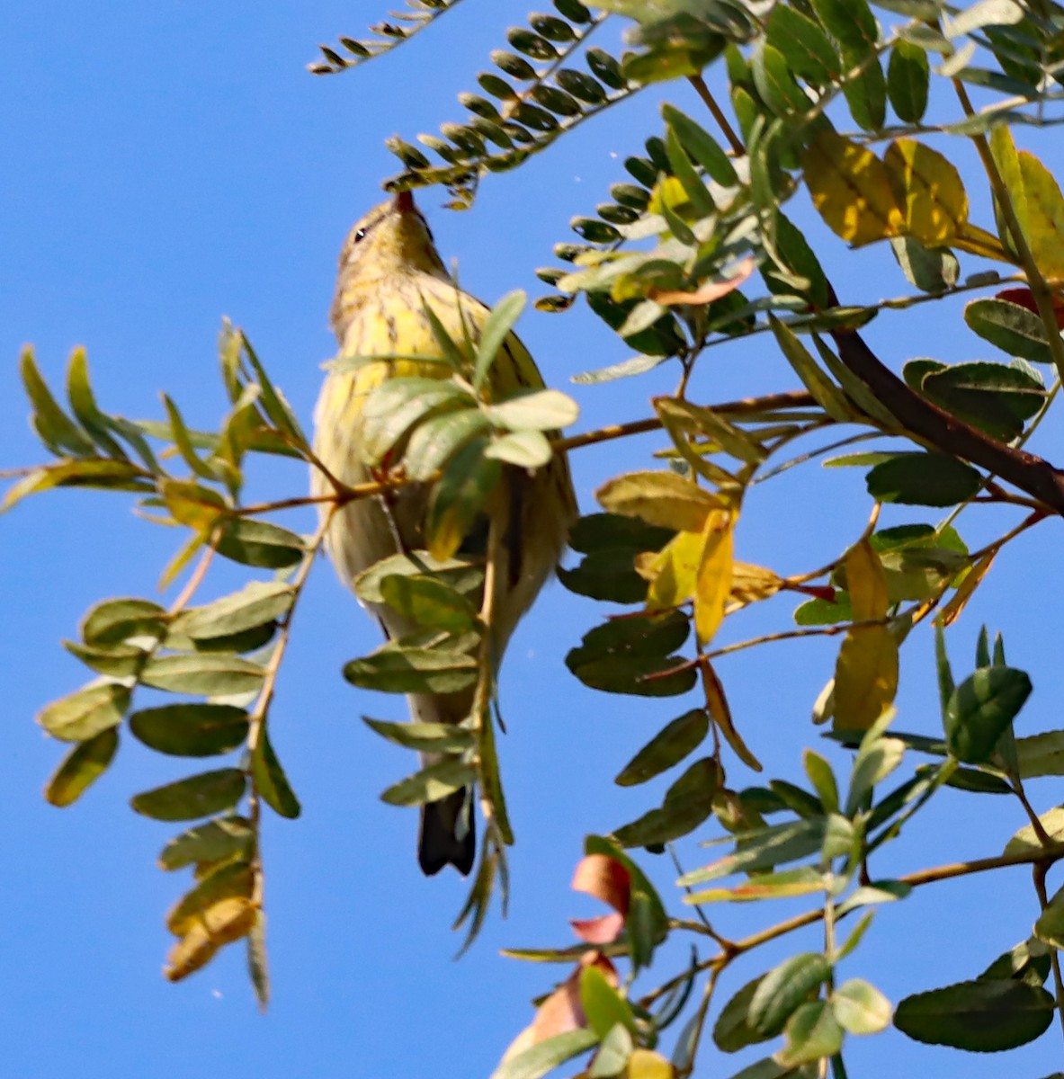 Palm Warbler - ML623748595