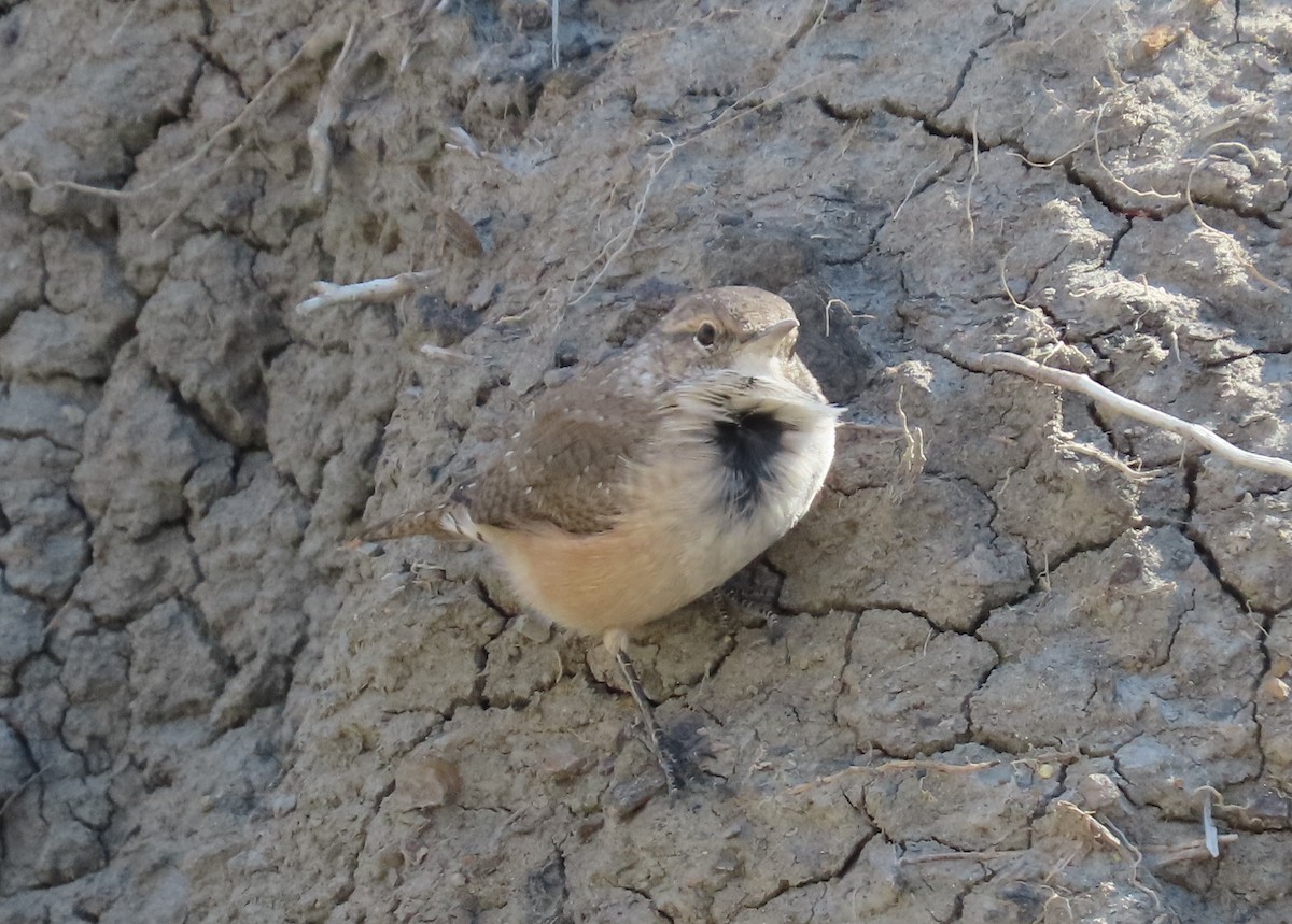 Rock Wren - ML623748598