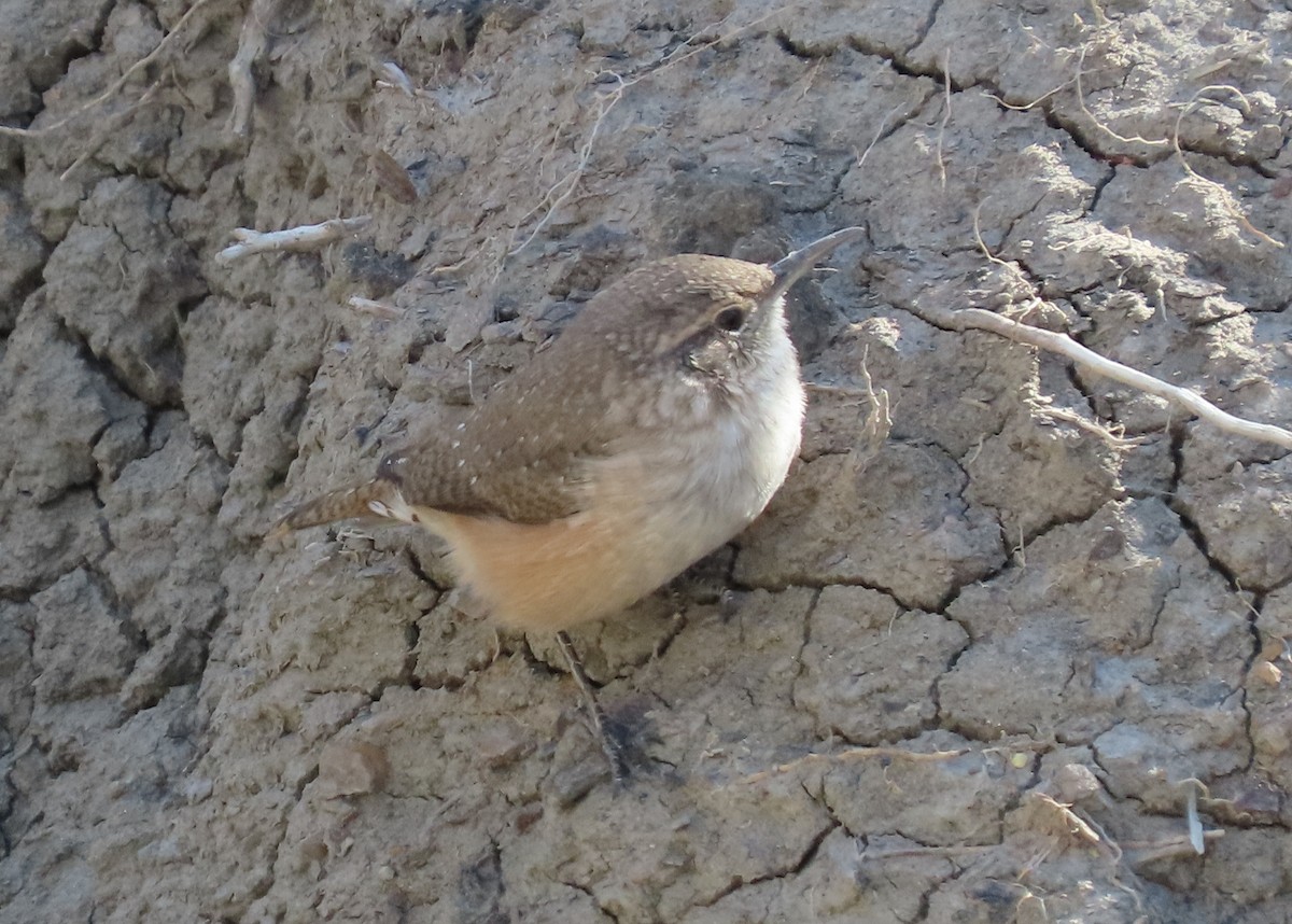Rock Wren - ML623748599