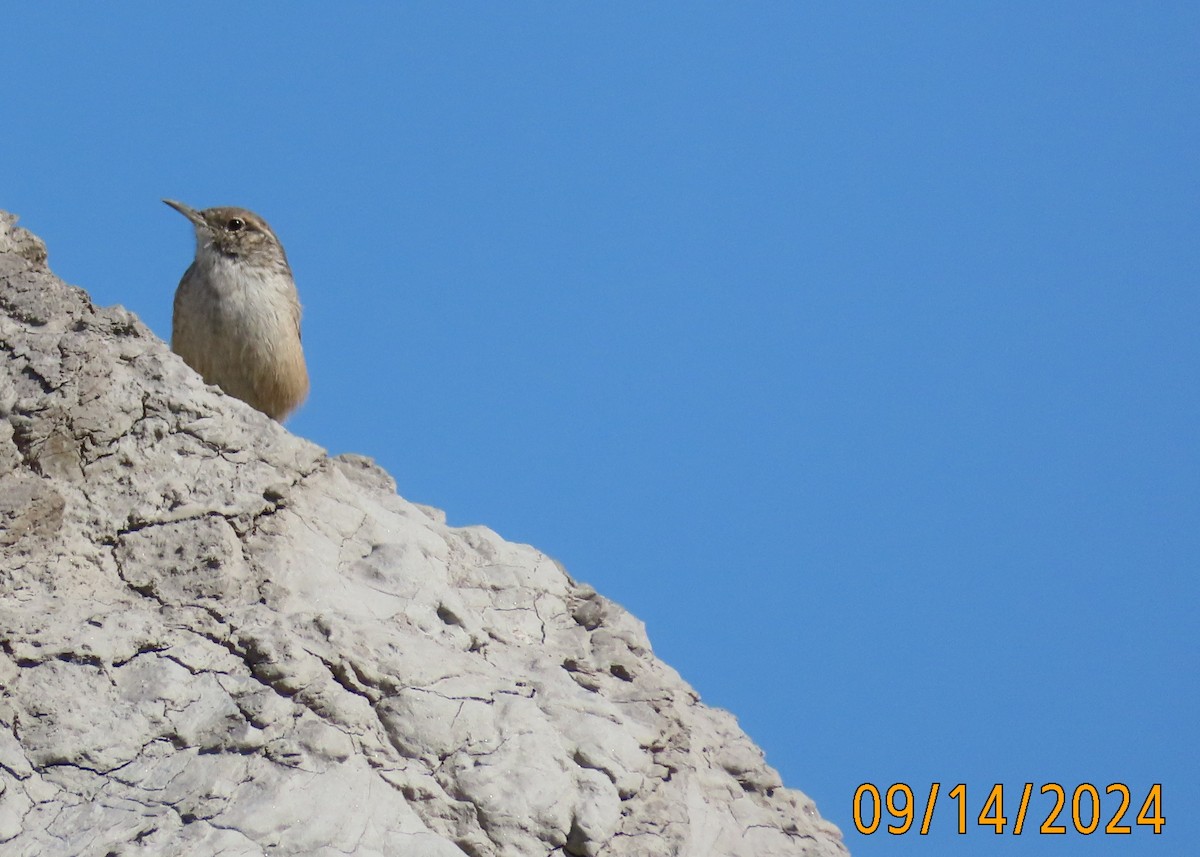 Rock Wren - ML623748600