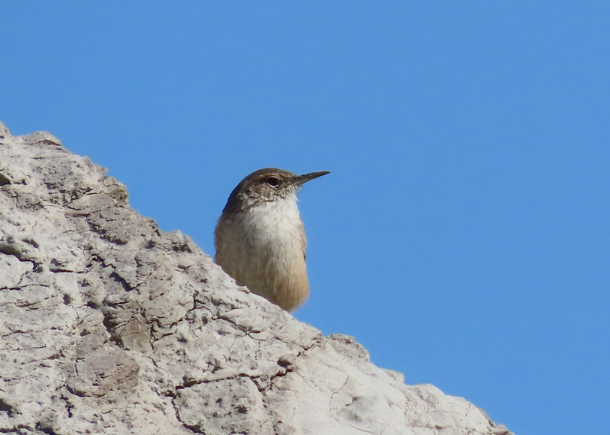 Rock Wren - ML623748602