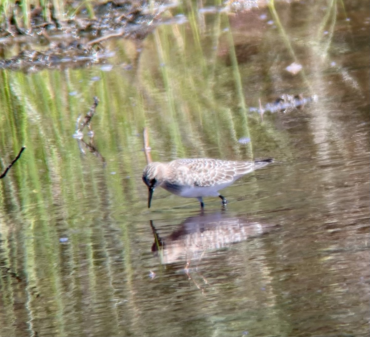 Baird's Sandpiper - ML623748605