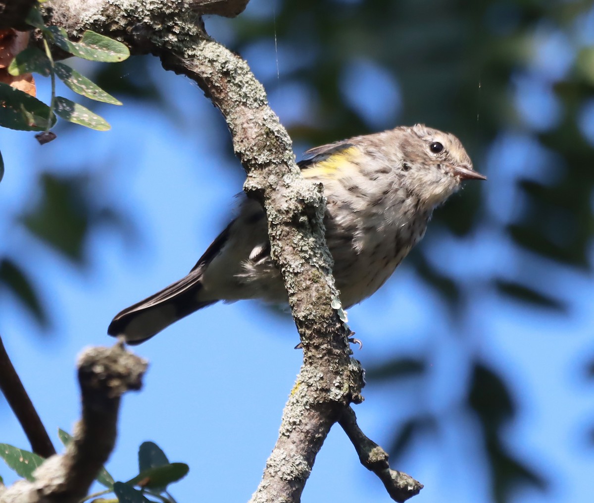 Yellow-rumped Warbler - ML623748606