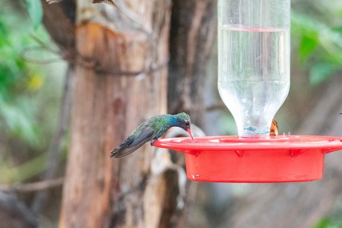 Broad-billed Hummingbird - ML623748654