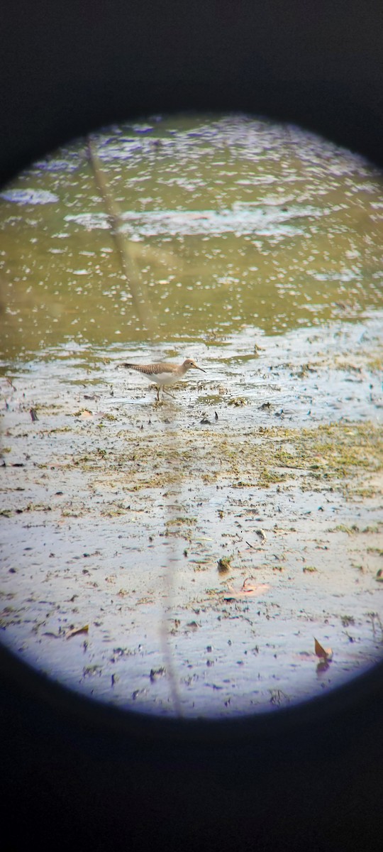 Solitary Sandpiper - ML623748677