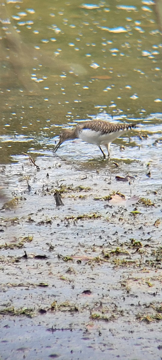 Solitary Sandpiper - ML623748679