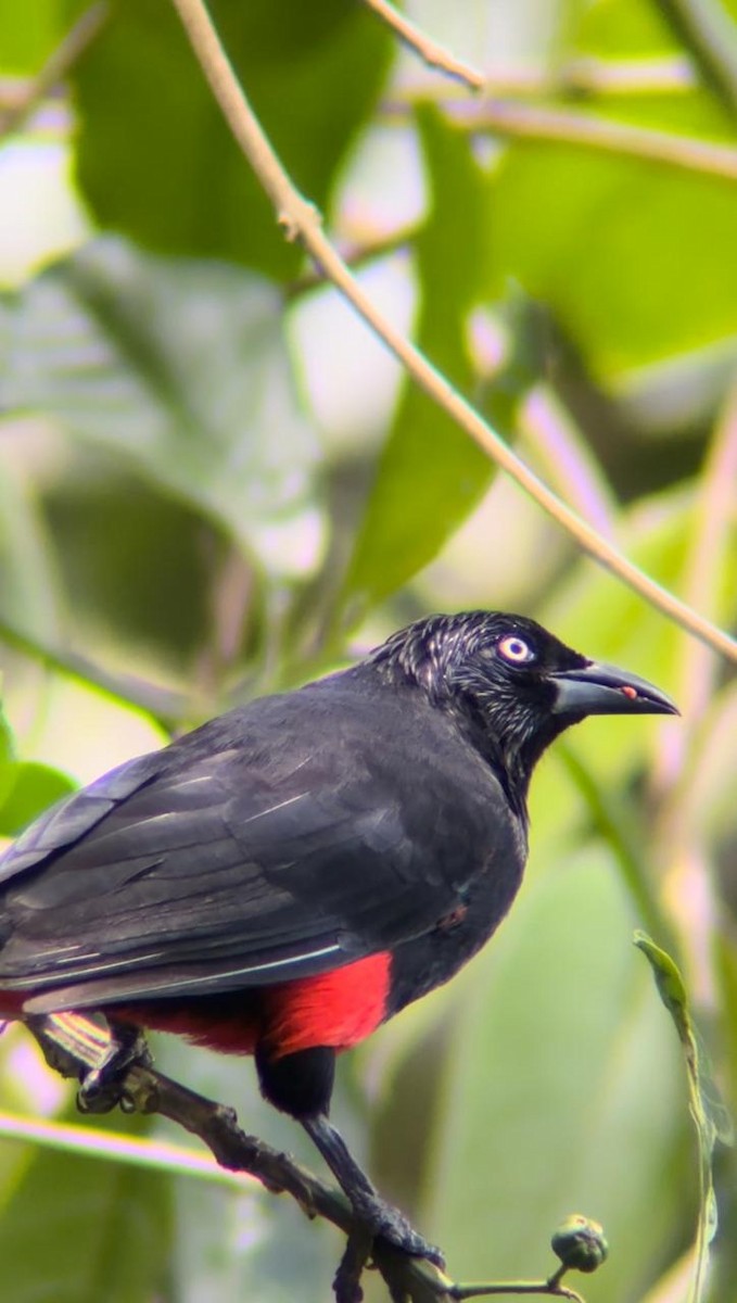 Red-bellied Grackle - ML623748696