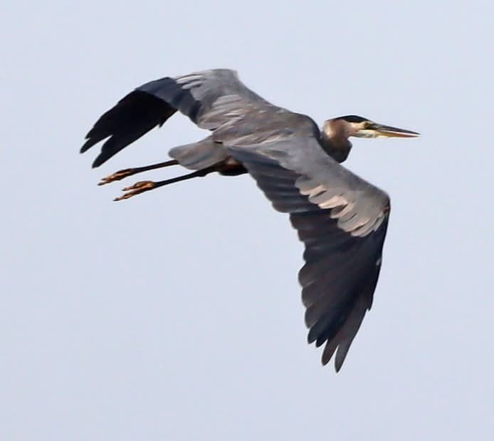 Great Blue Heron - ML623748700