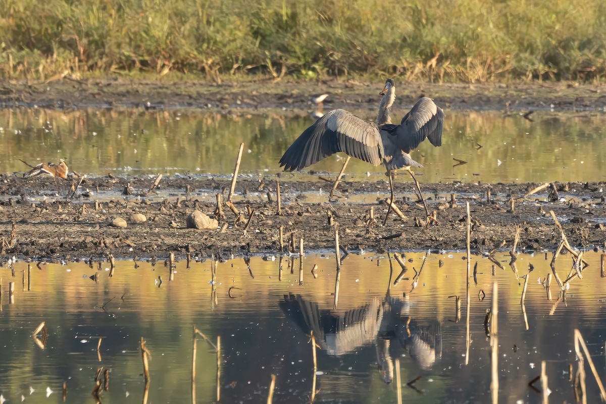 Great Blue Heron - ML623748701