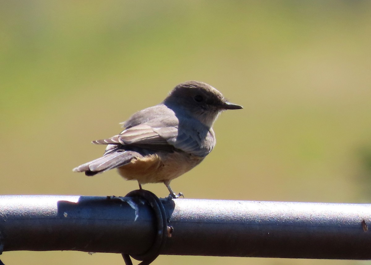 Say's Phoebe - Fran Kerbs