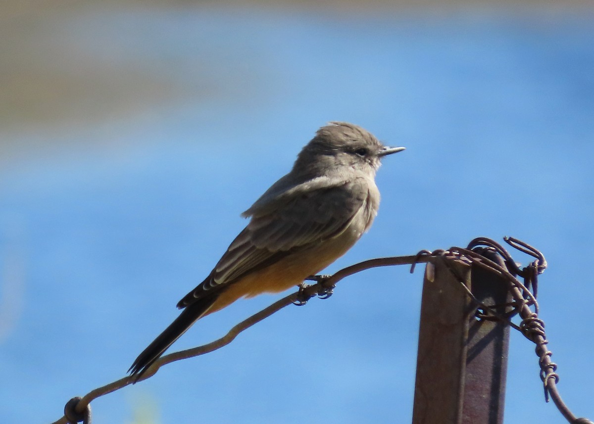 Say's Phoebe - ML623748720