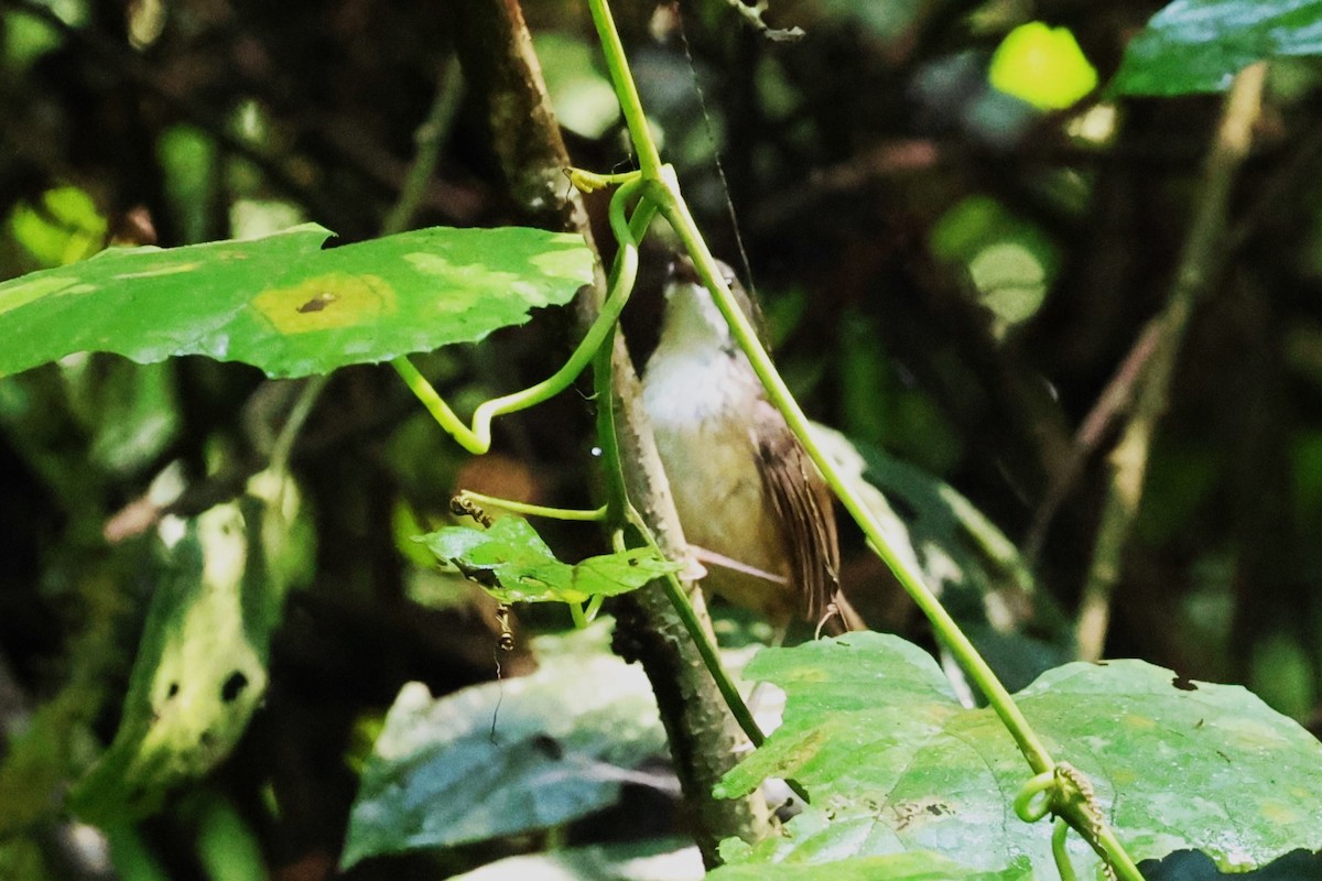 Hill Prinia - Mei-Luan Wang