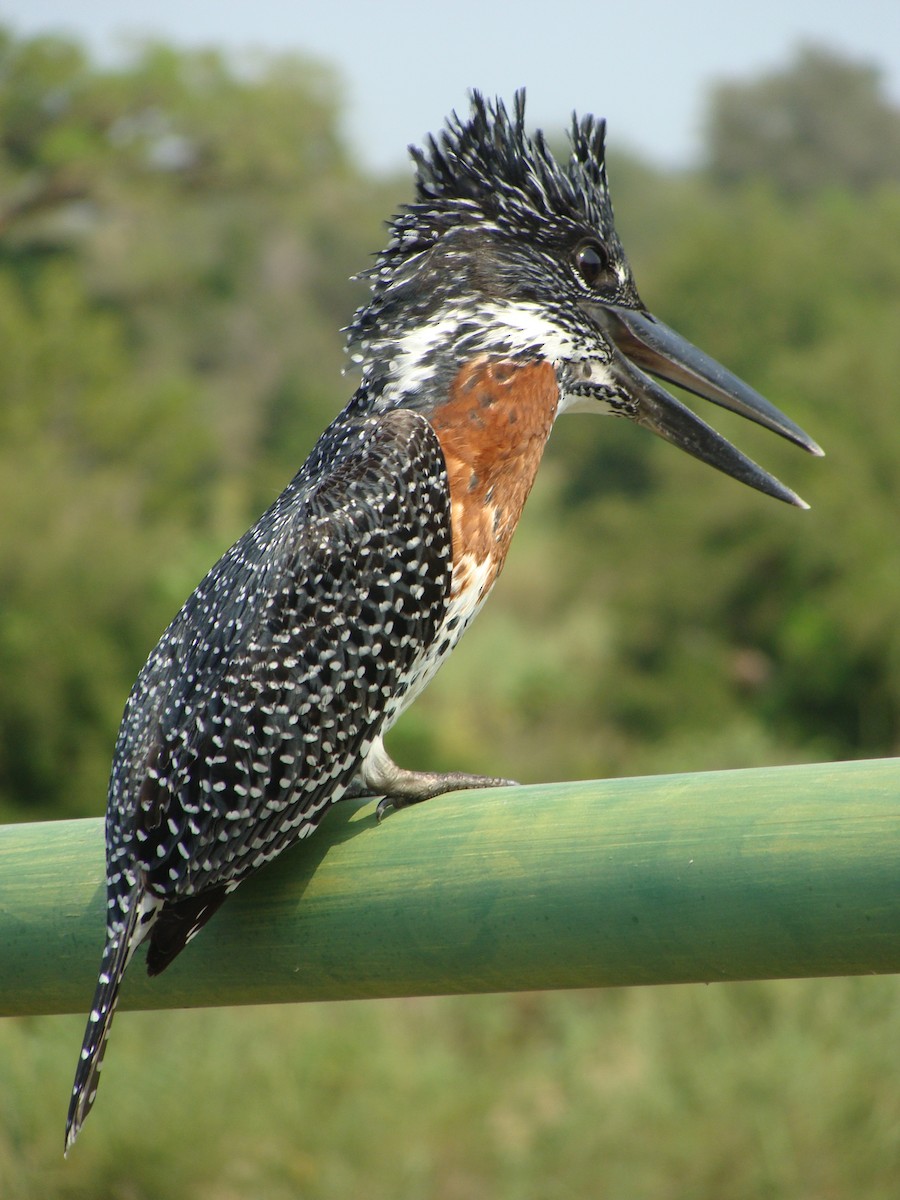 Giant Kingfisher - ML623748772