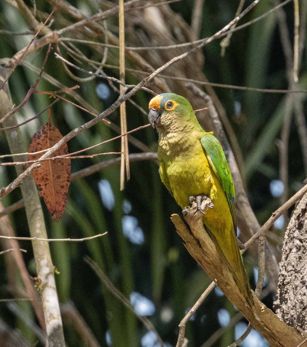 Peach-fronted Parakeet - ML623748788