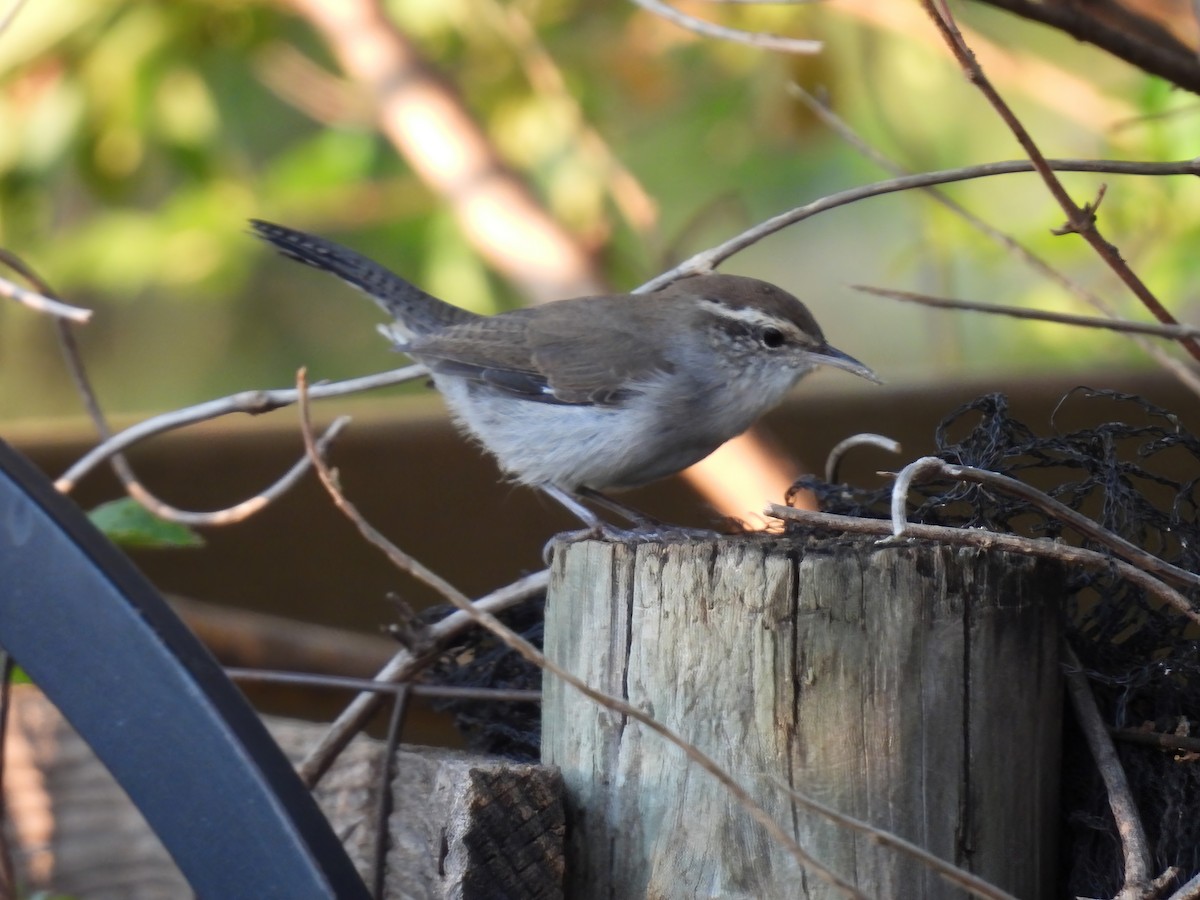 Bewick's Wren - Linda Houser