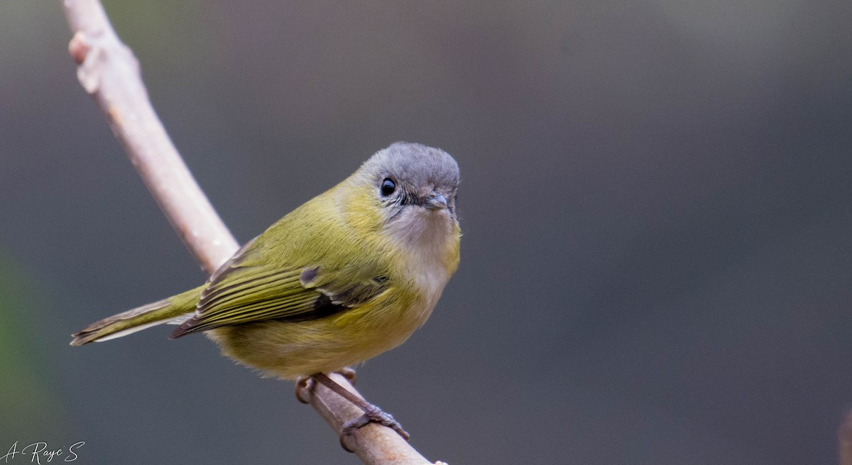 Green Shrike-Babbler - ML623748842