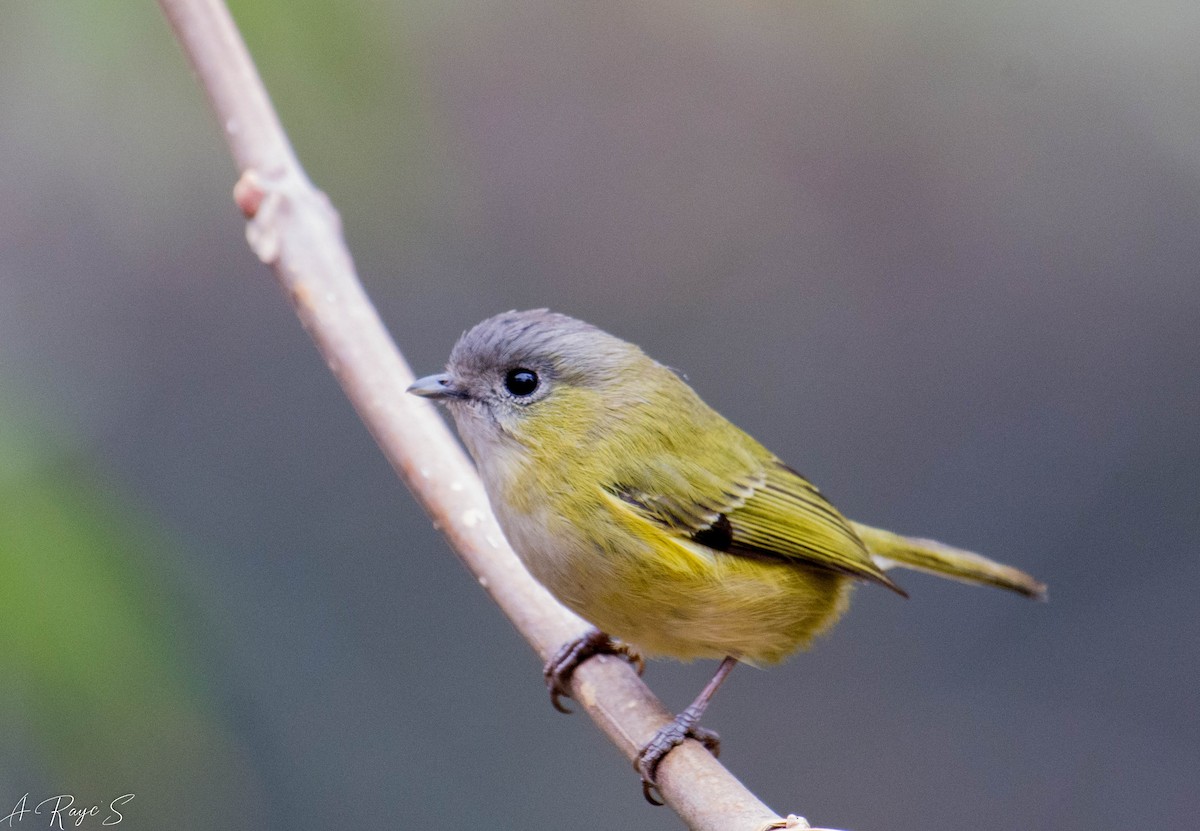 Green Shrike-Babbler - ML623748844