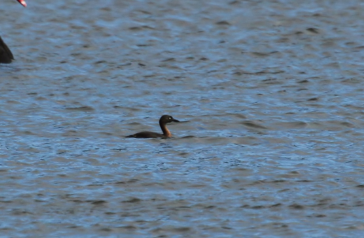 New Zealand Grebe - ML623748846