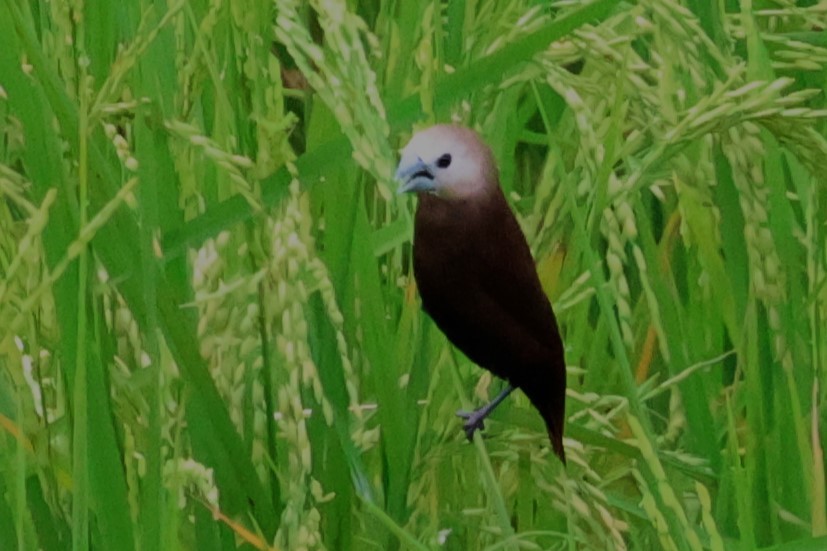 White-headed Munia - ML623748847