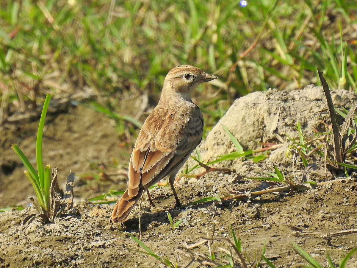 Terrera Común - ML623748868