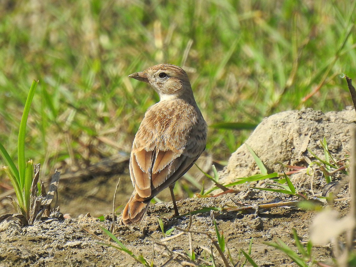 Terrera Común - ML623748871