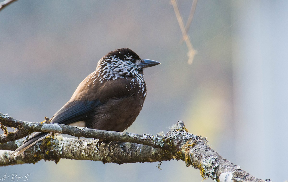 Eurasian Nutcracker - Arnab Raychoudhury