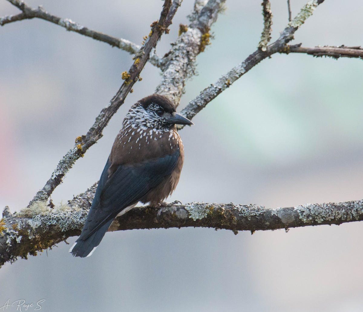 Eurasian Nutcracker - ML623748879