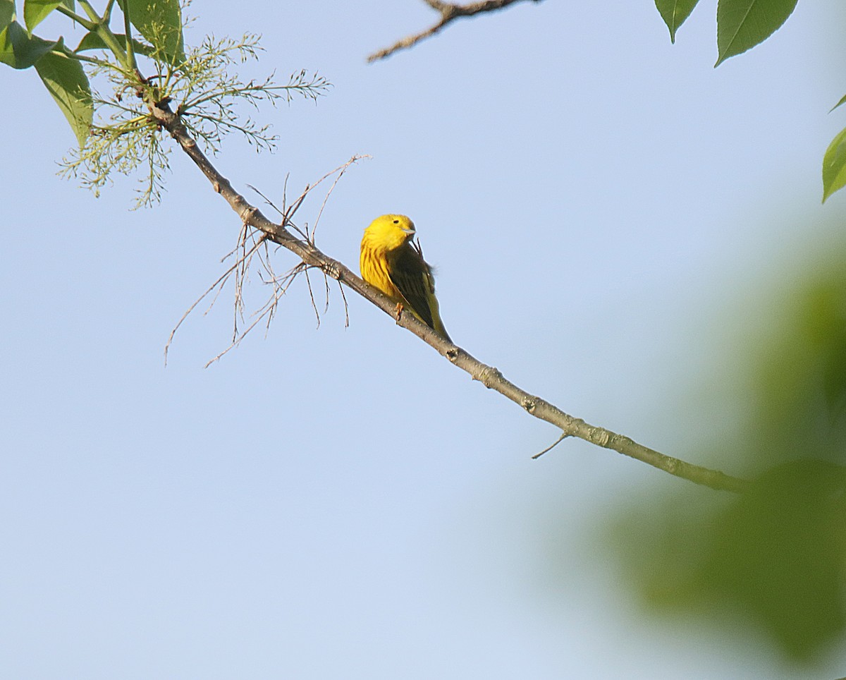 Yellow Warbler - ML623748890