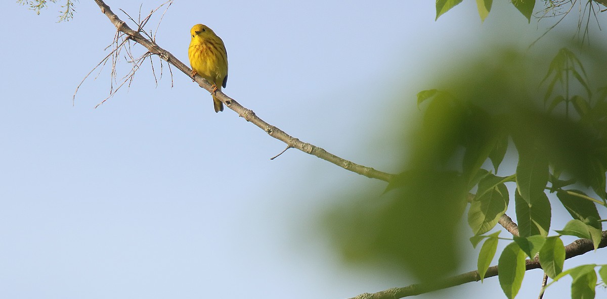 Yellow Warbler - ML623748891