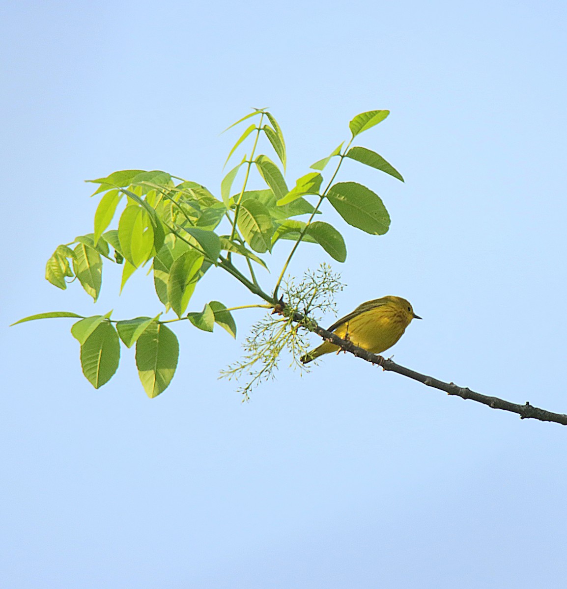 Yellow Warbler - ML623748892