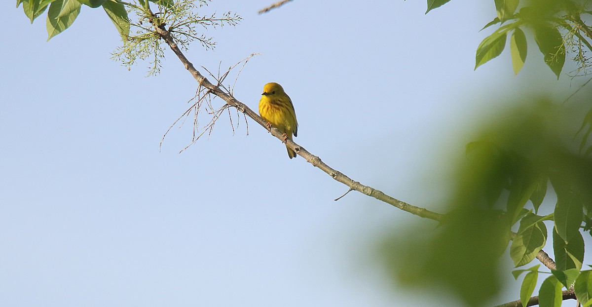 Yellow Warbler - ML623748893