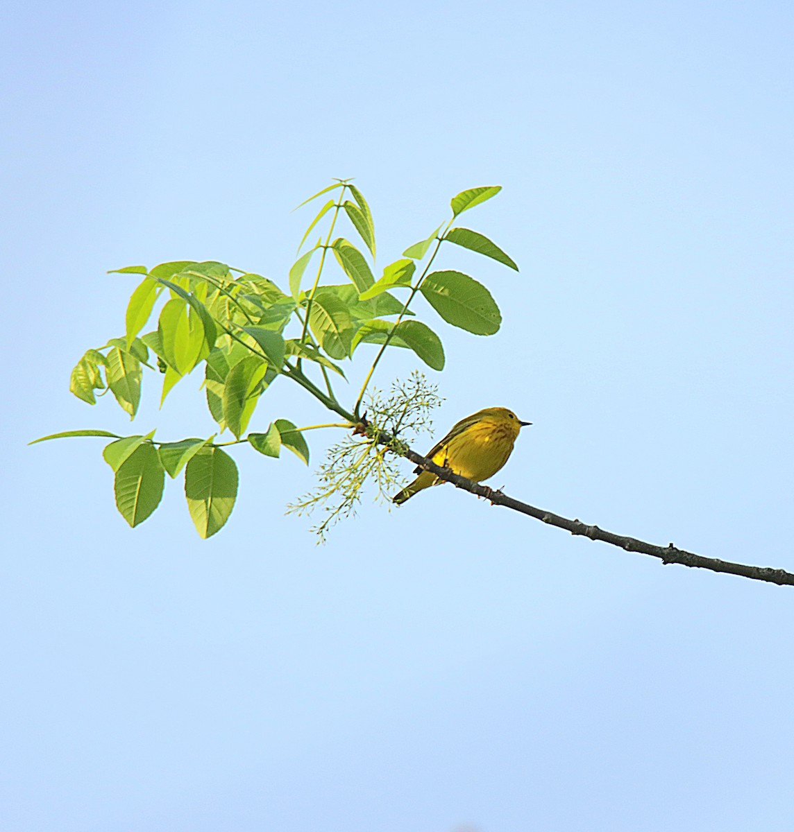 Yellow Warbler - ML623748894