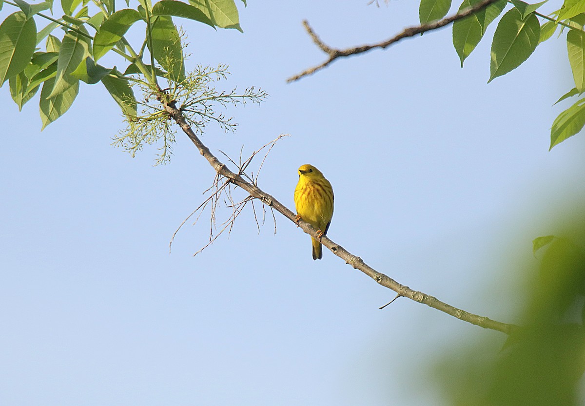 Yellow Warbler - Sylvain Lépine