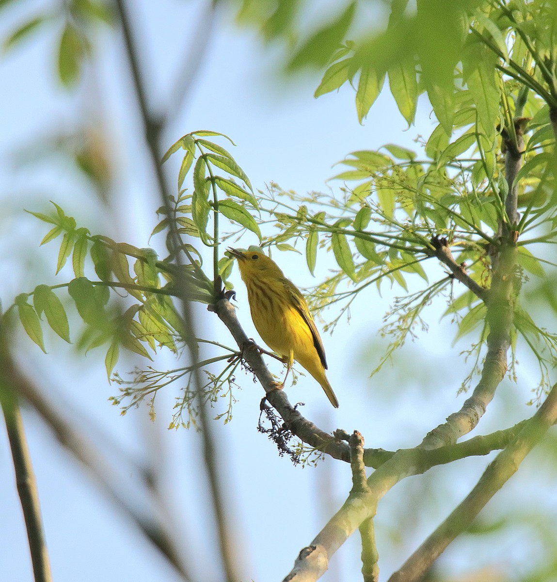 Yellow Warbler - ML623748897