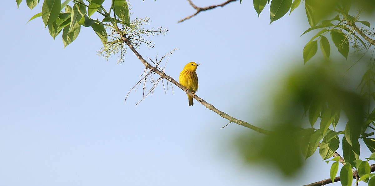 Yellow Warbler - ML623748898