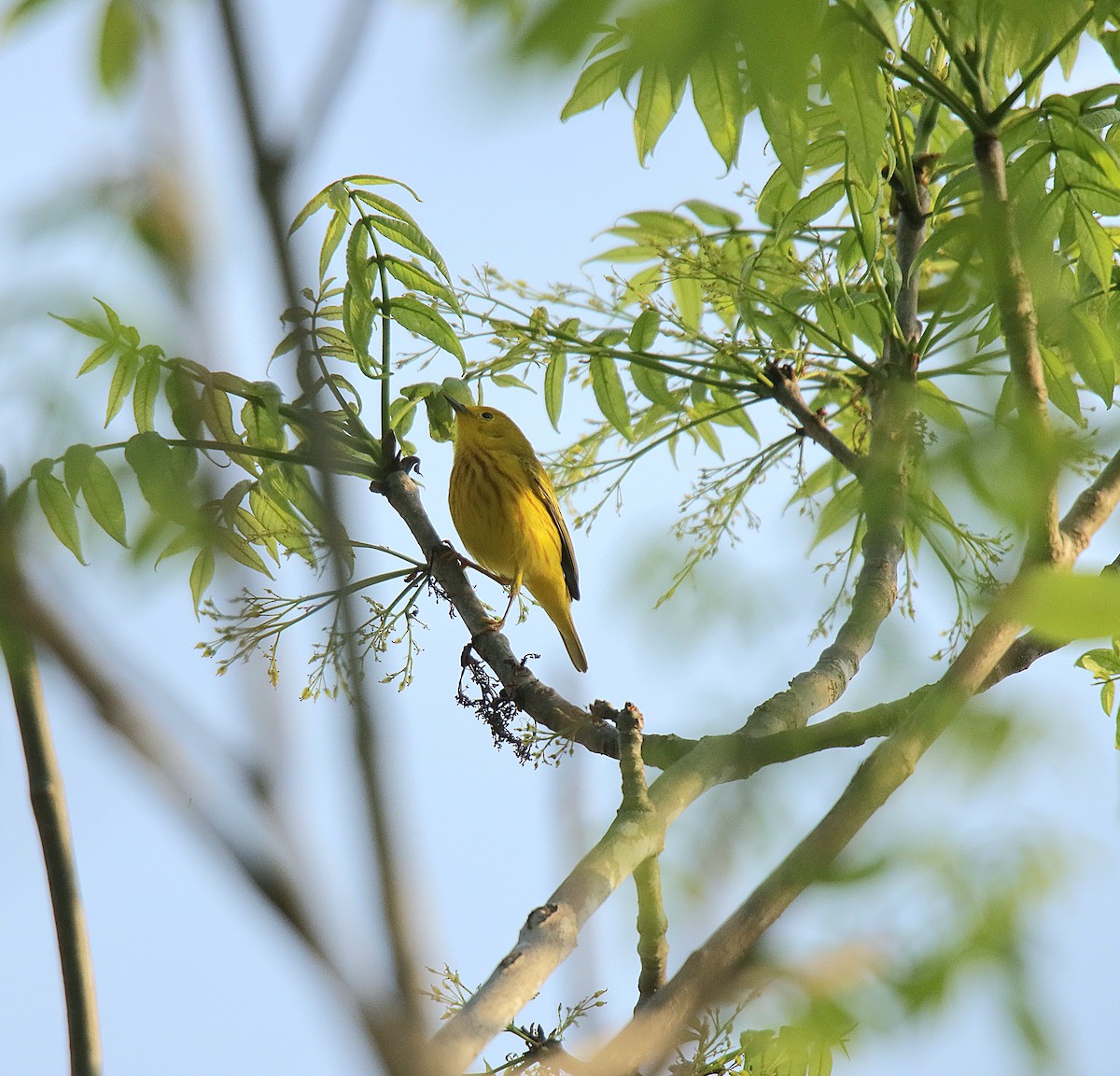 Yellow Warbler - ML623748899