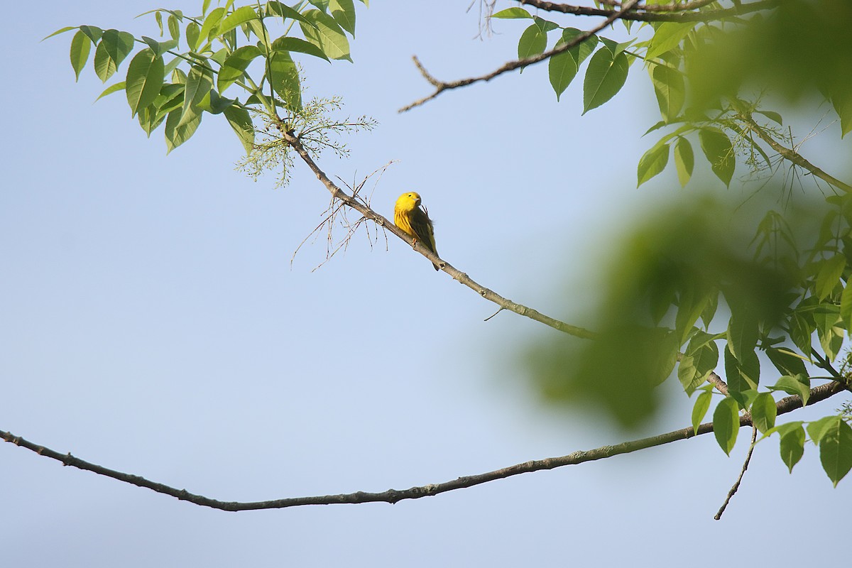 Yellow Warbler - ML623748901