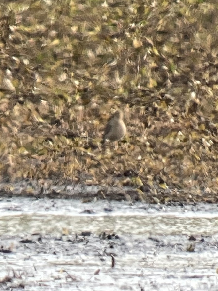 Buff-breasted Sandpiper - ML623748943