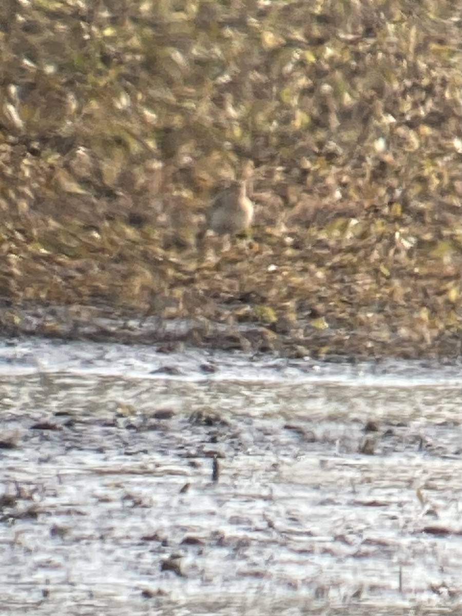 Buff-breasted Sandpiper - ML623748944