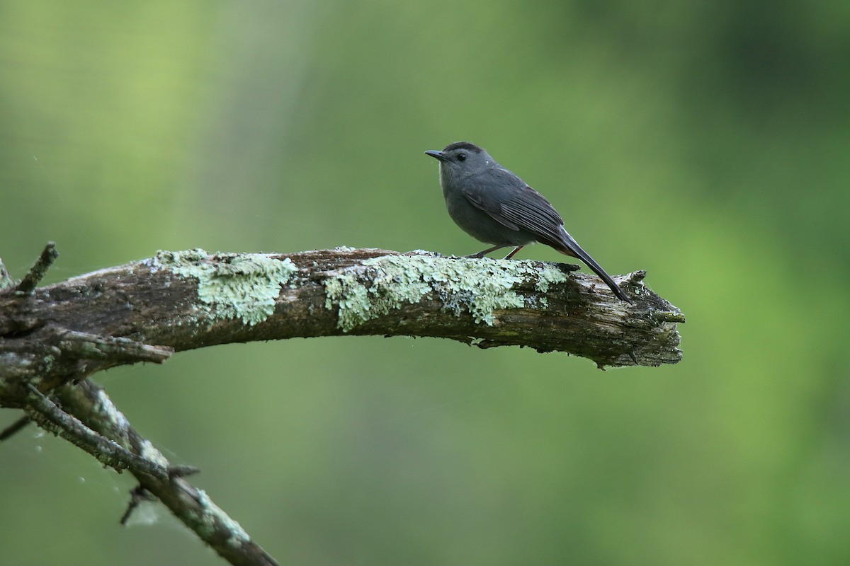 Gray Catbird - ML623748948