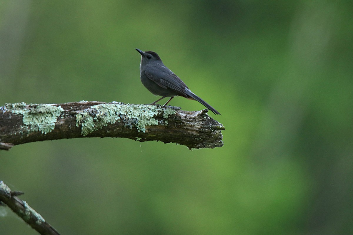 Gray Catbird - ML623748949