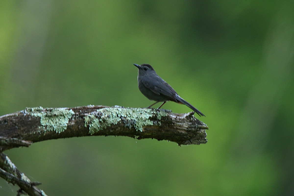 Gray Catbird - ML623748950