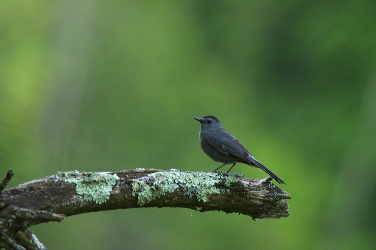 Gray Catbird - ML623748951